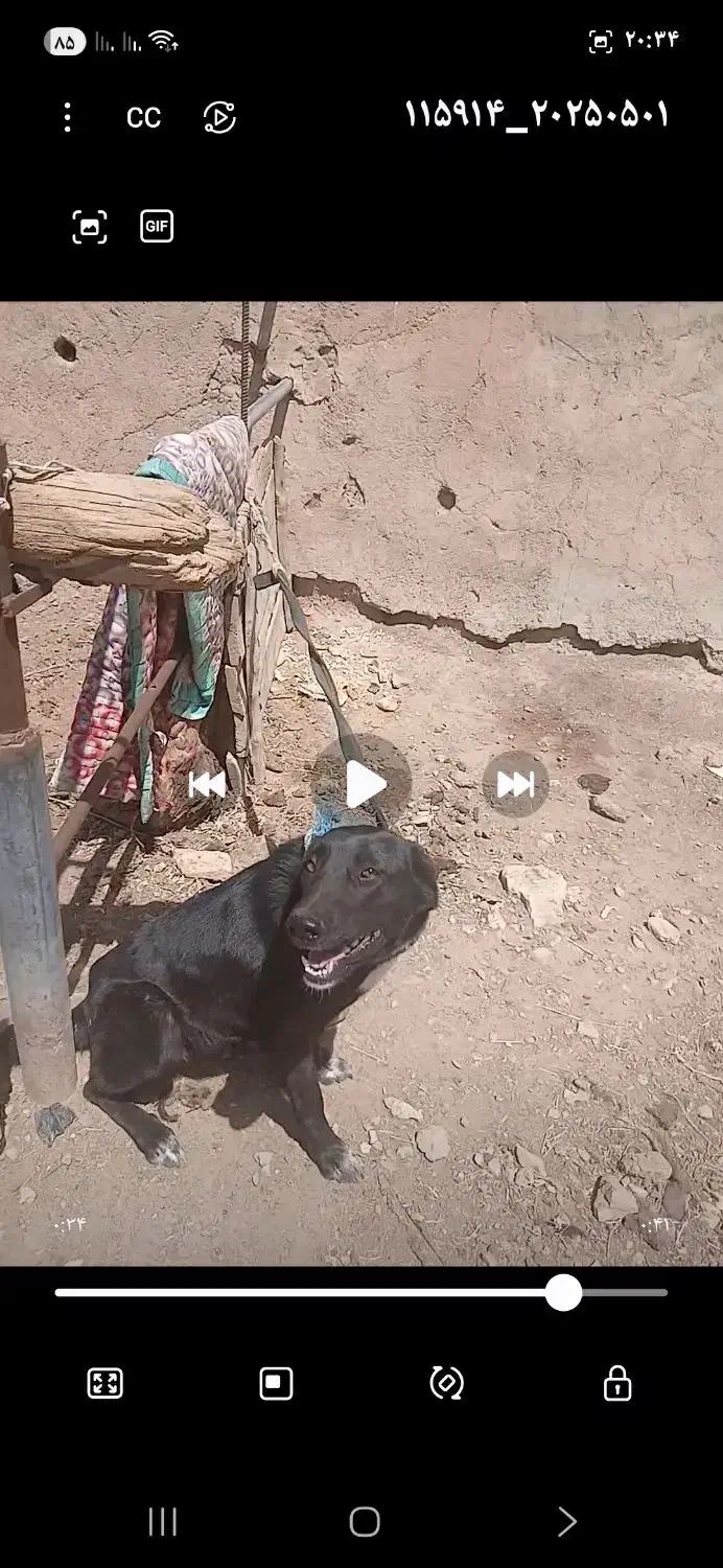 سگ گمشده|حیوانات|شاهرود, |دیوار