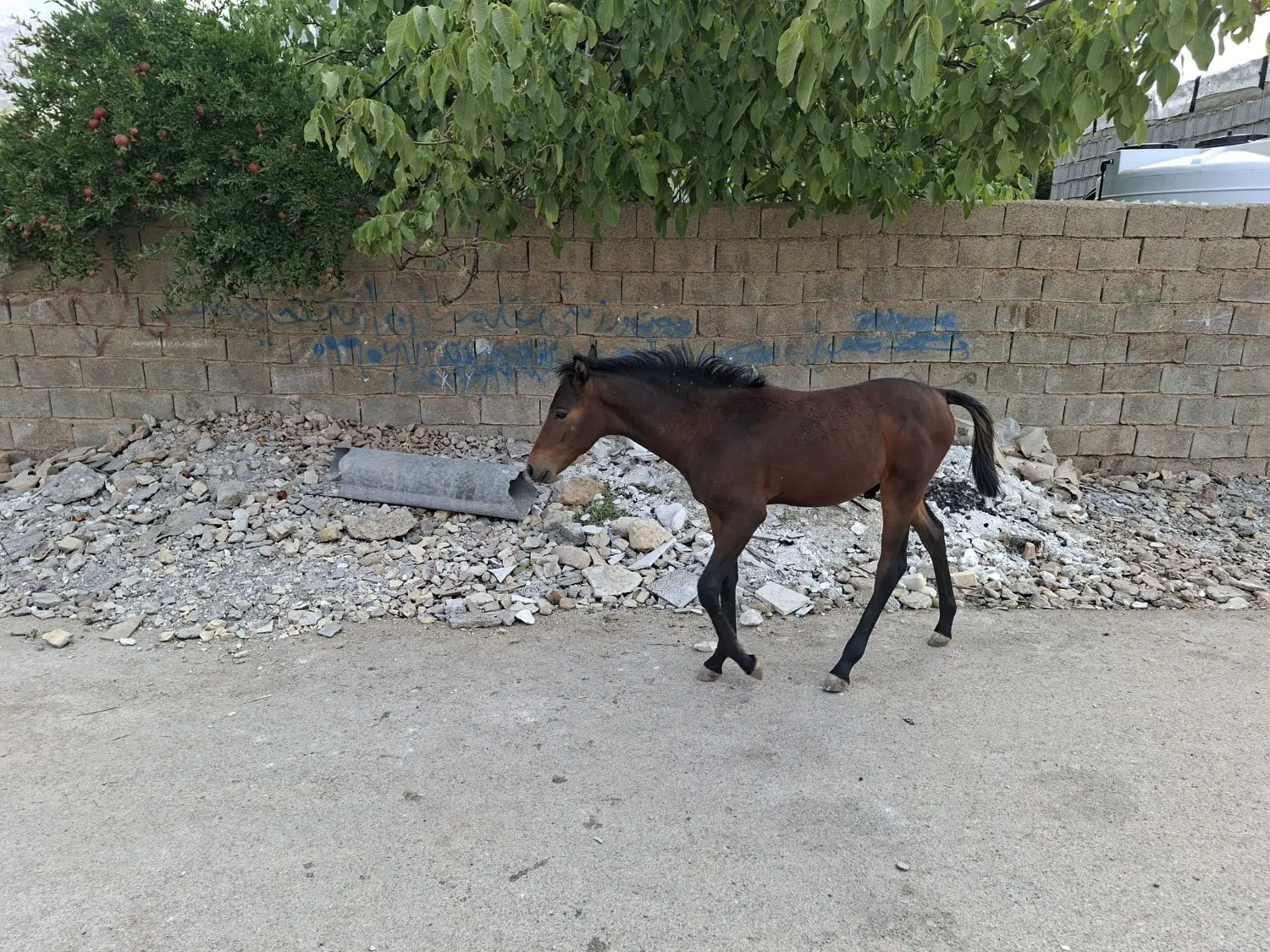 اسب|اسب و تجهیزات اسبسواری|شیراز, نجم آباد|دیوار