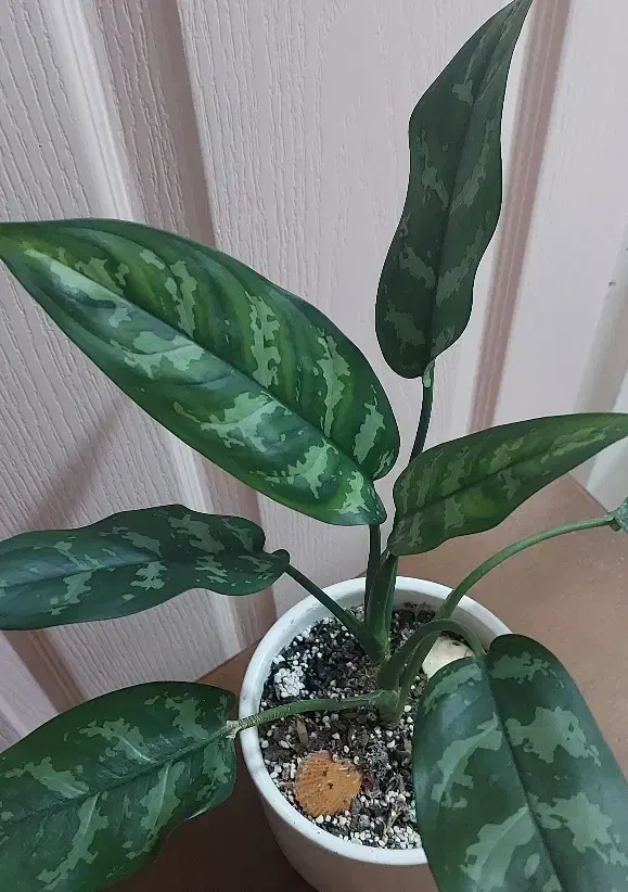 گل طبیعی آگلنوما بلک به همراه گلدان سرامیکی|گل و گیاه طبیعی|رشت, حمیدیان|دیوار