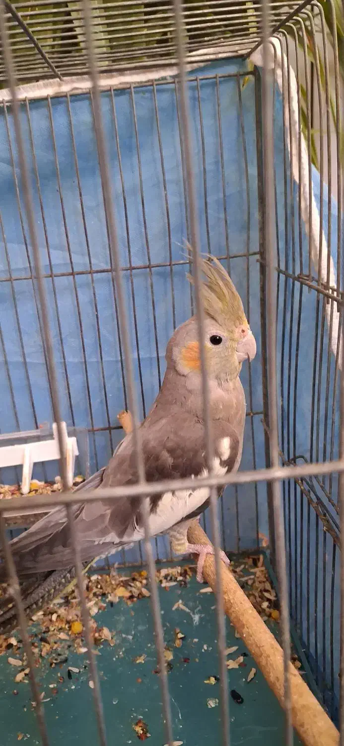 عروس هلندی  ۴ ماهه ماده|پرنده|زیباشهر, |دیوار