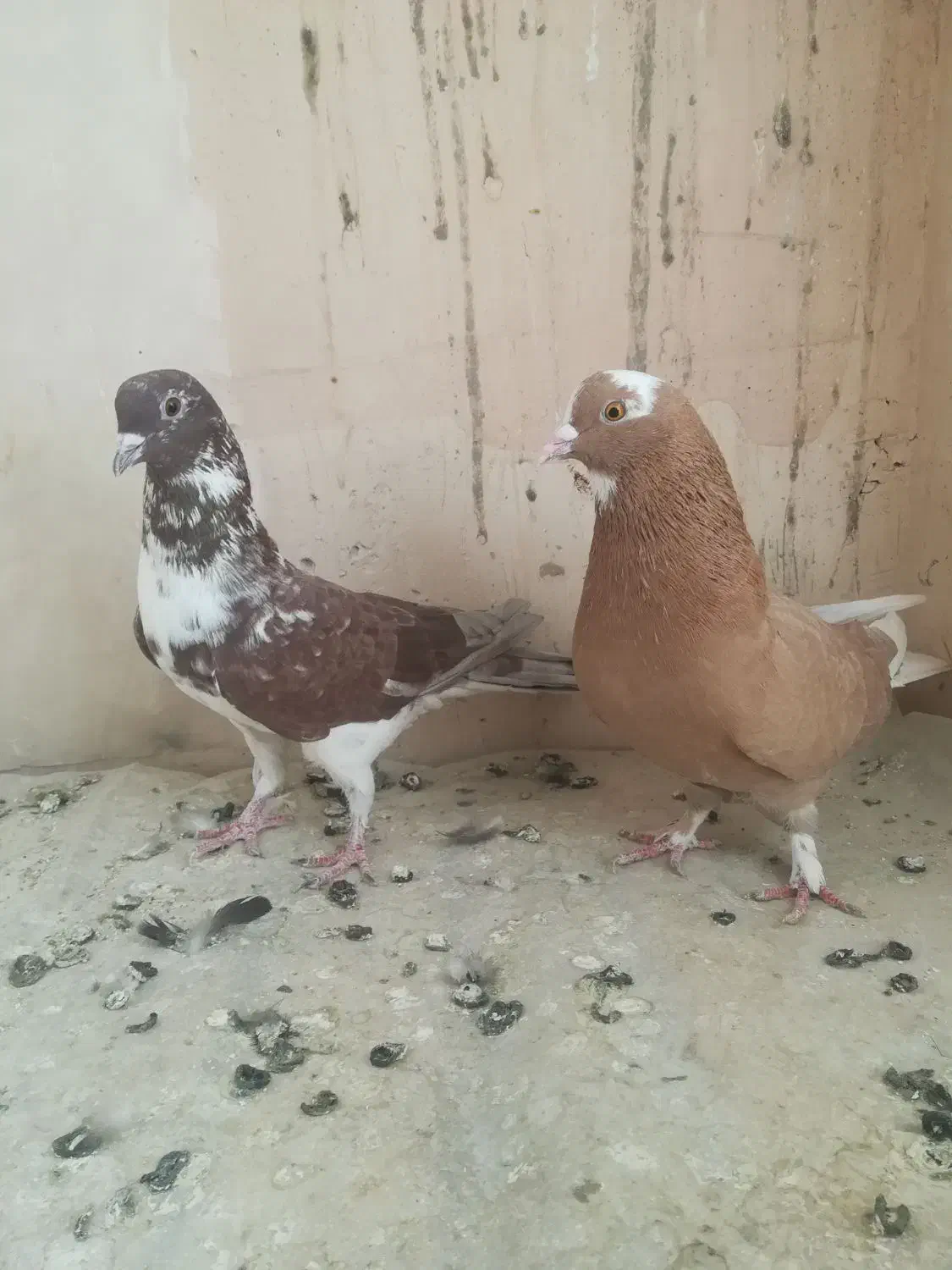 کبوتر|پرنده|مراغه, |دیوار