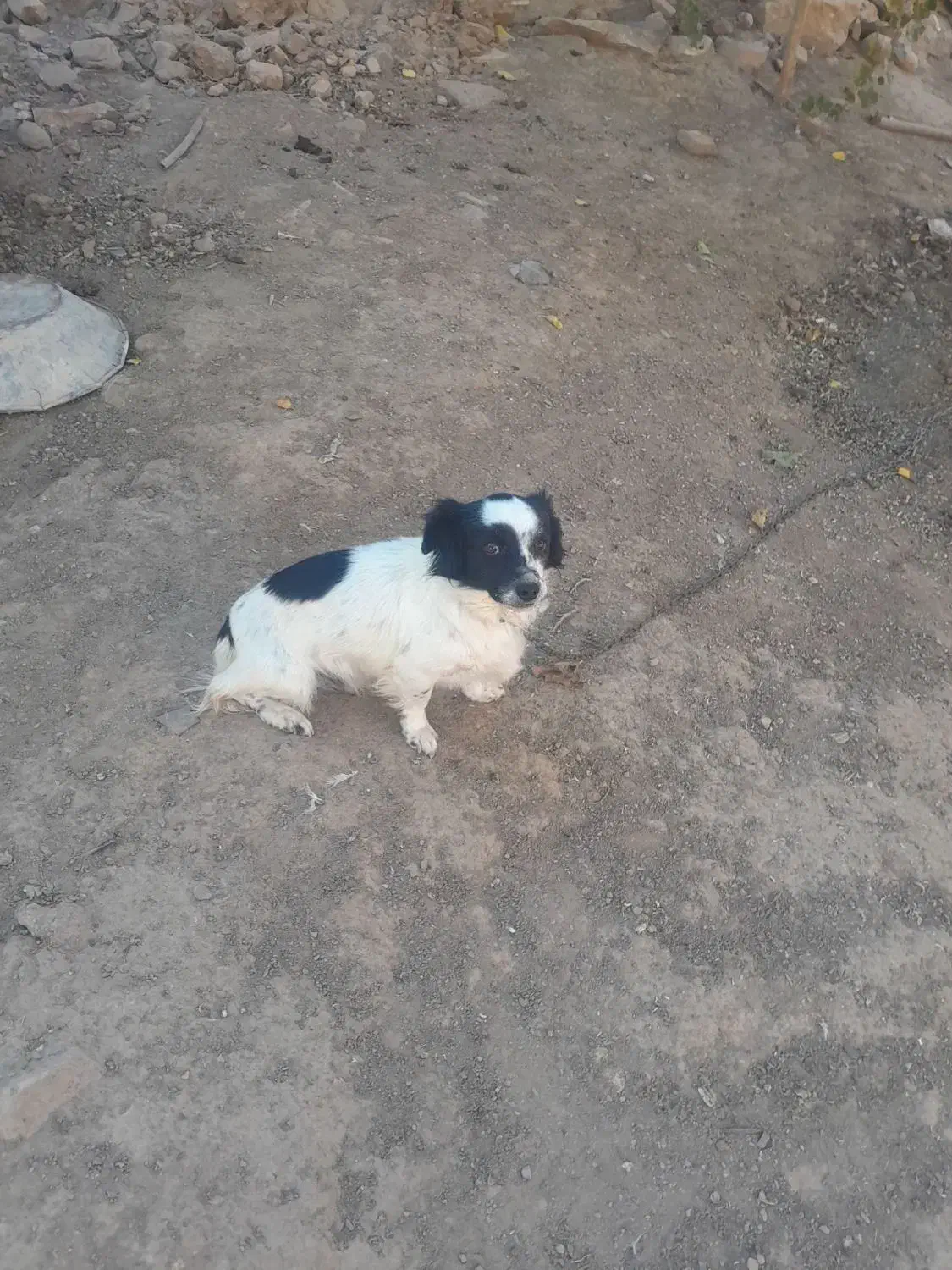 سگ پاکوتاه حرف گوش کن خوب|سگ|سبزوار, رباط|دیوار