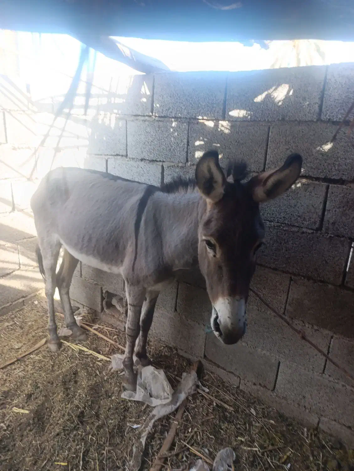 الاغ نر|حیوانات مزرعه|جیرفت, |دیوار