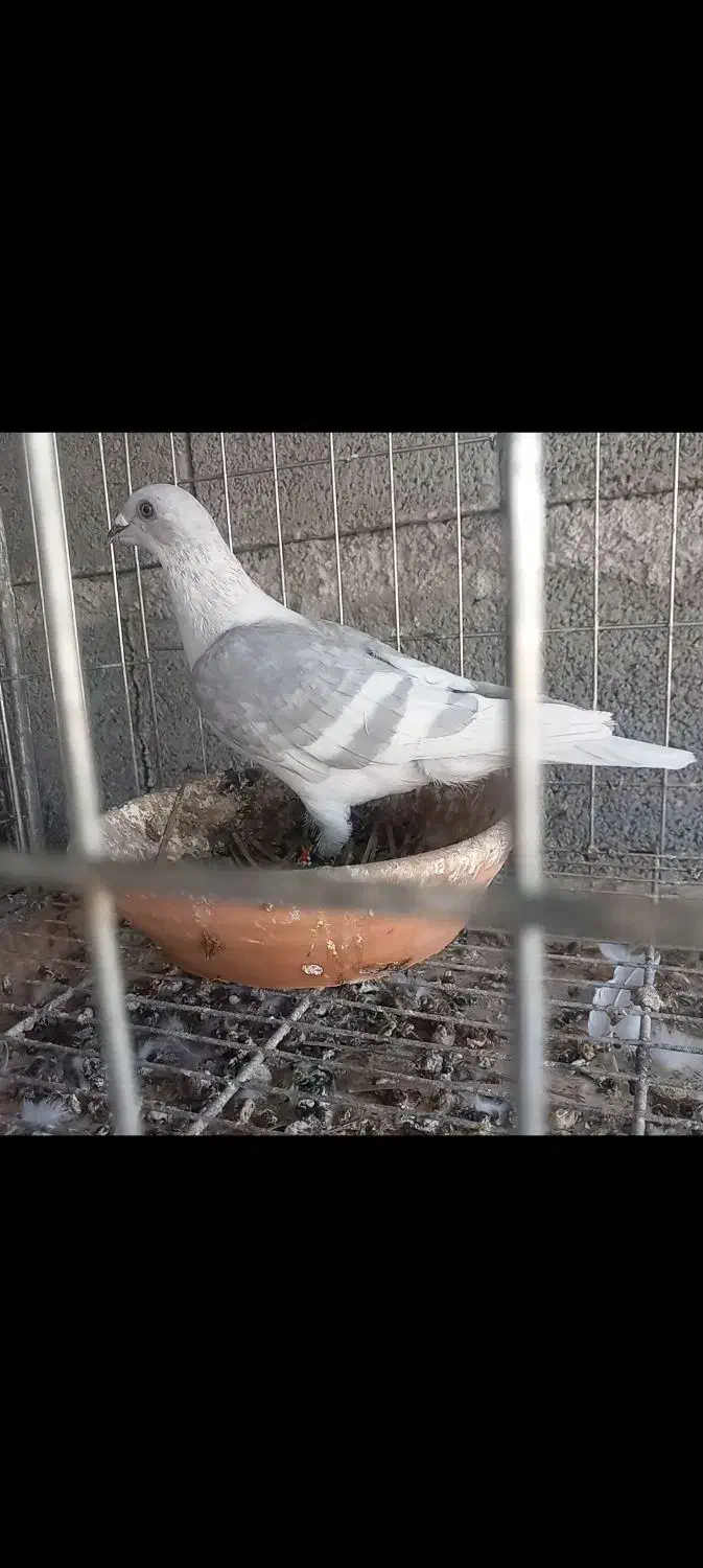 خط سفید دورنگ|پرنده|وحدتیه, |دیوار