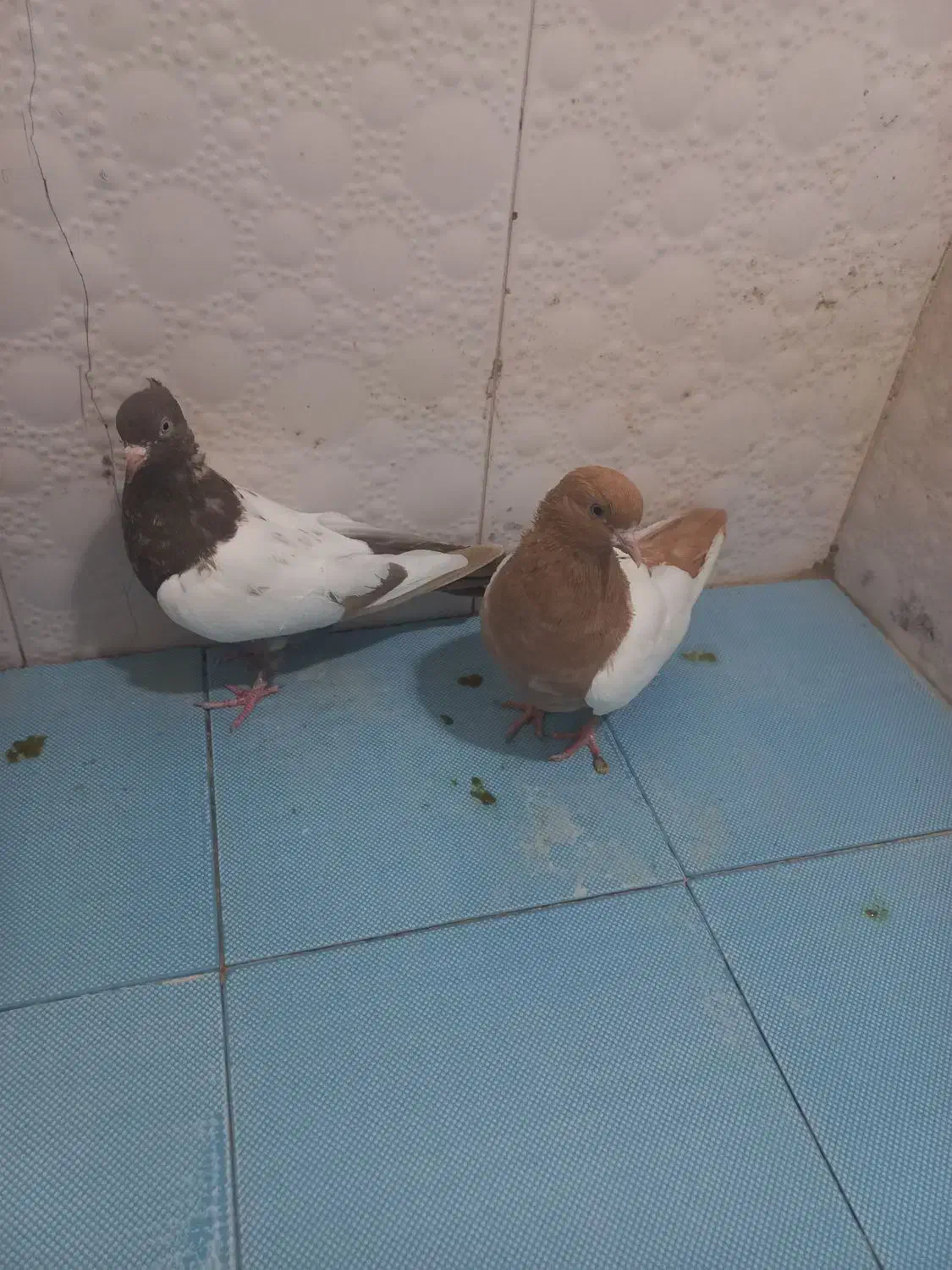 رنگی|پرنده|شیراز, دشت چنار|دیوار