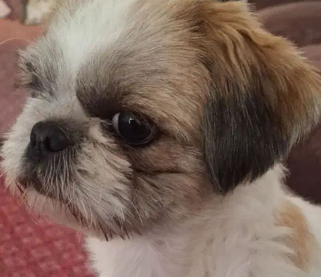 سگ گمشده|حیوانات|شیراز, گویم|دیوار