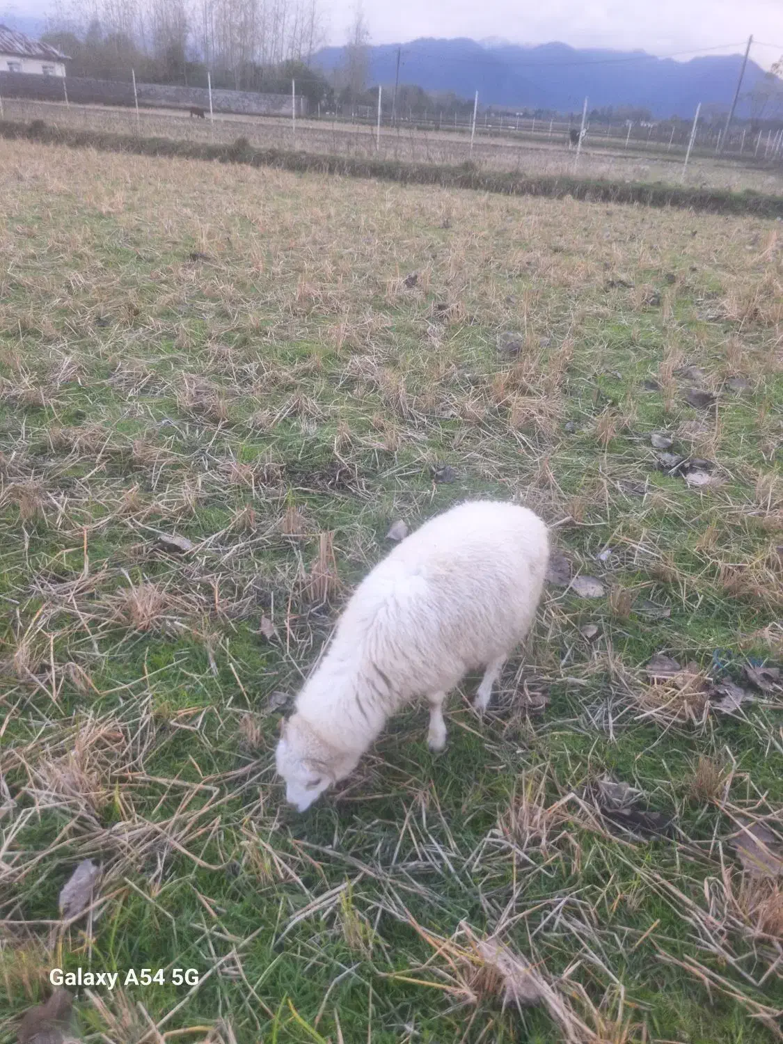 فروش انواع گوسفند حامله و قصابی|حیوانات مزرعه|ضیابر, |دیوار