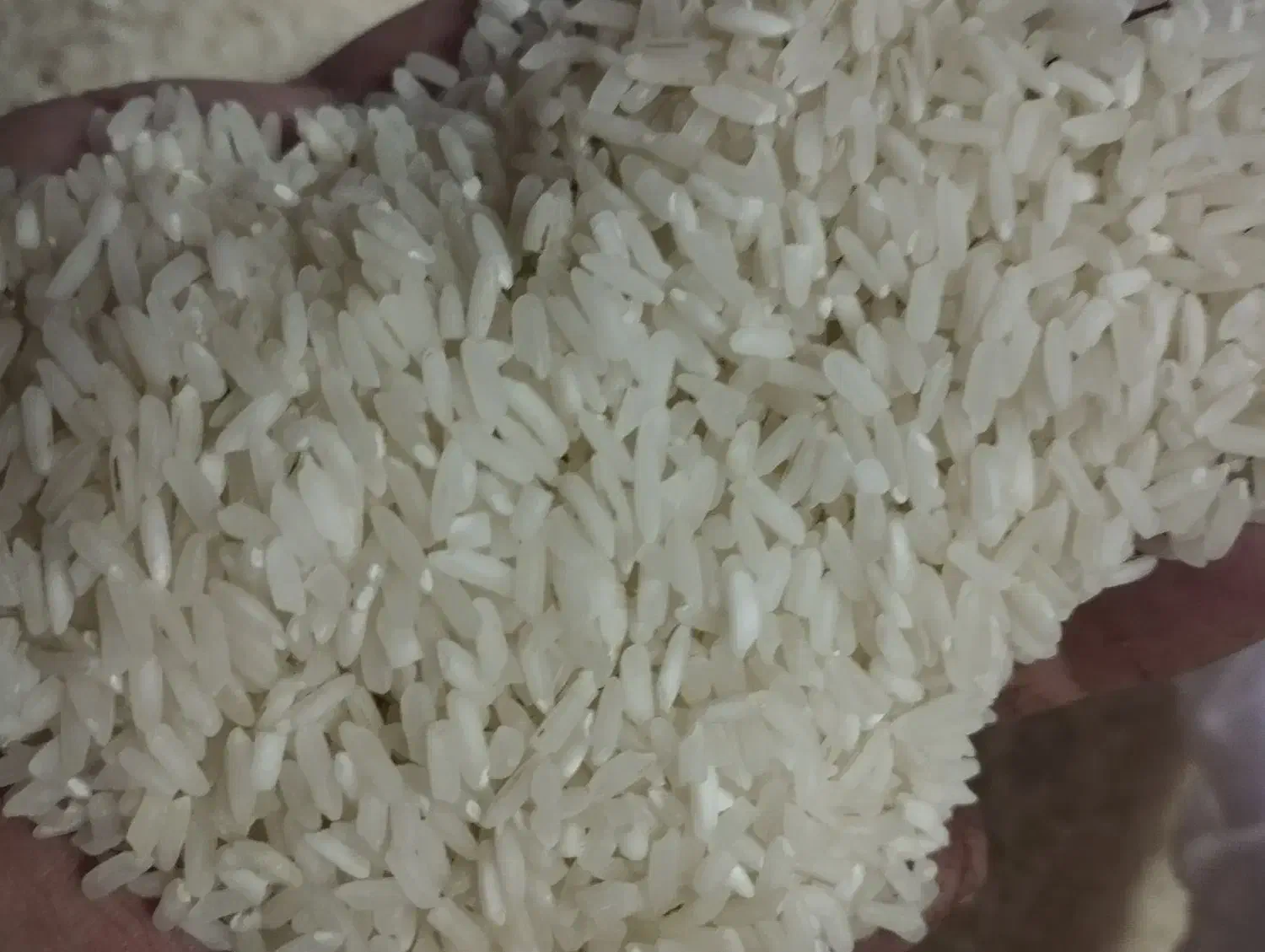 برنجفله|خوردنی و آشامیدنی|اردکان, |دیوار