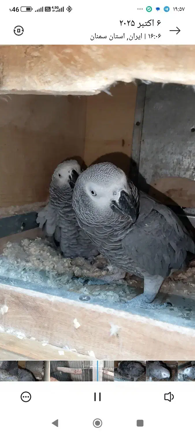 کاسکو جفت مولد کارداده کینگ سایز|پرنده|تهران, مسعودیه|دیوار