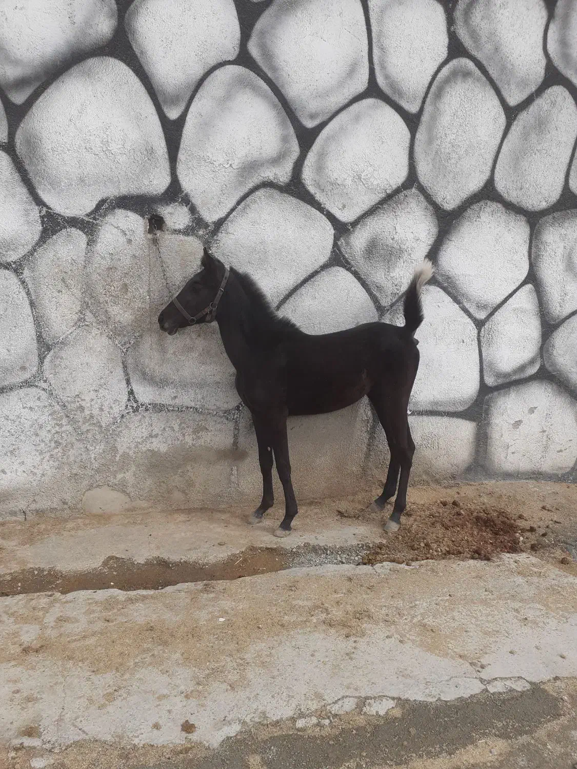 اسب|اسب و تجهیزات اسب‌سواری|شهریار, کردزار|دیوار