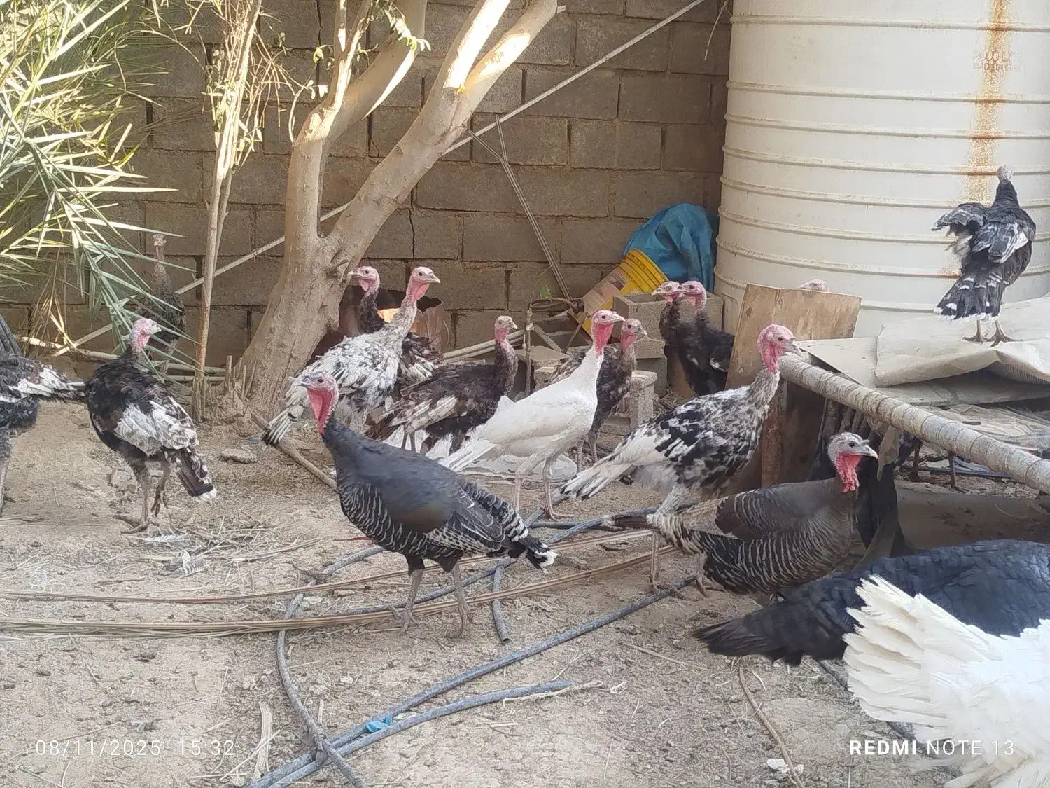 بغلمون نرماده بزرگ کوچیک|حیوانات مزرعه|رامهرمز, |دیوار