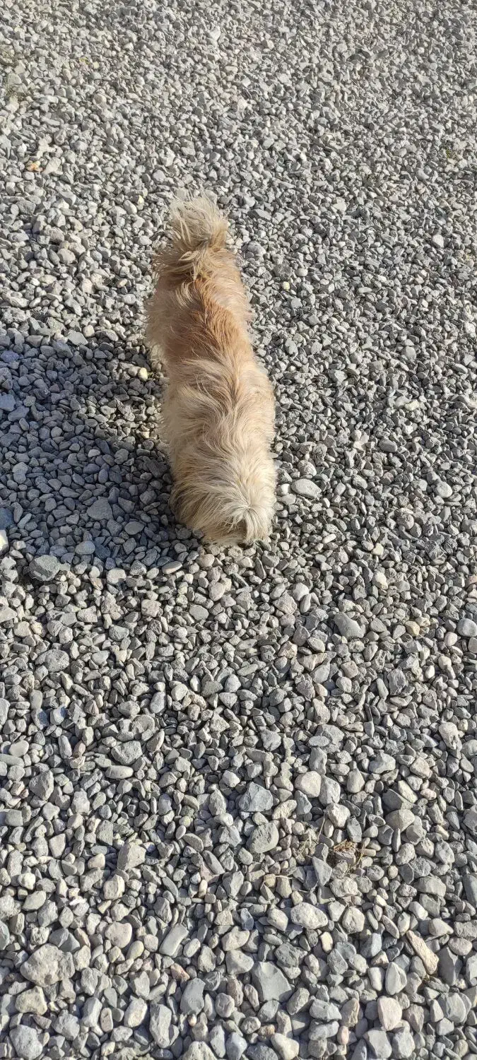 واگذاری سگ|سگ|چناران, |دیوار