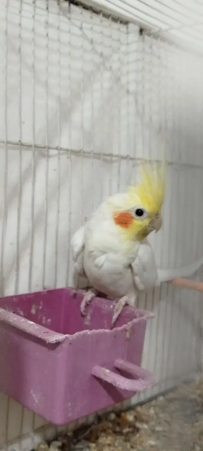 عروس هلندی لتینو|پرنده|مشهد, امیرآباد|دیوار