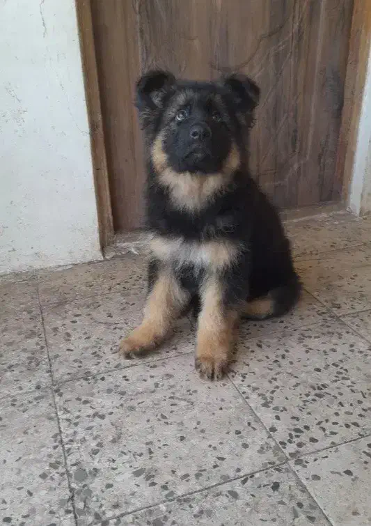 ژرمن شپرد شولاین|سگ|رشت, گلسار|دیوار