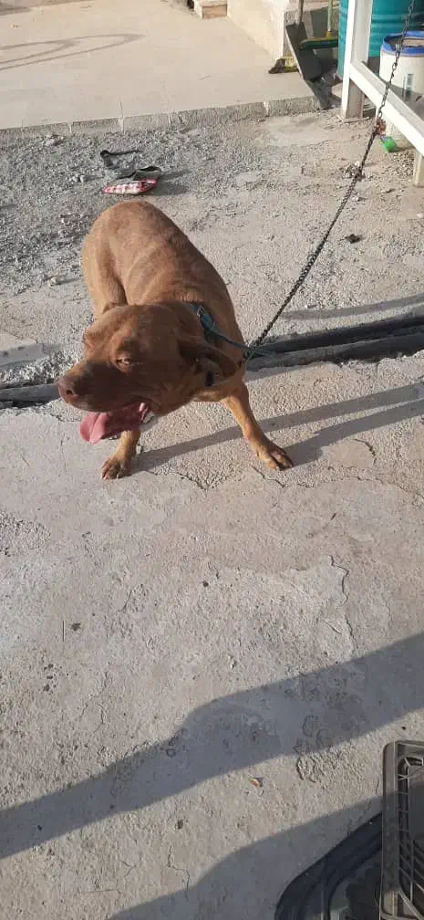 سگ پیت بول شناسنامه دار|سگ|گلستان (تهران), |دیوار