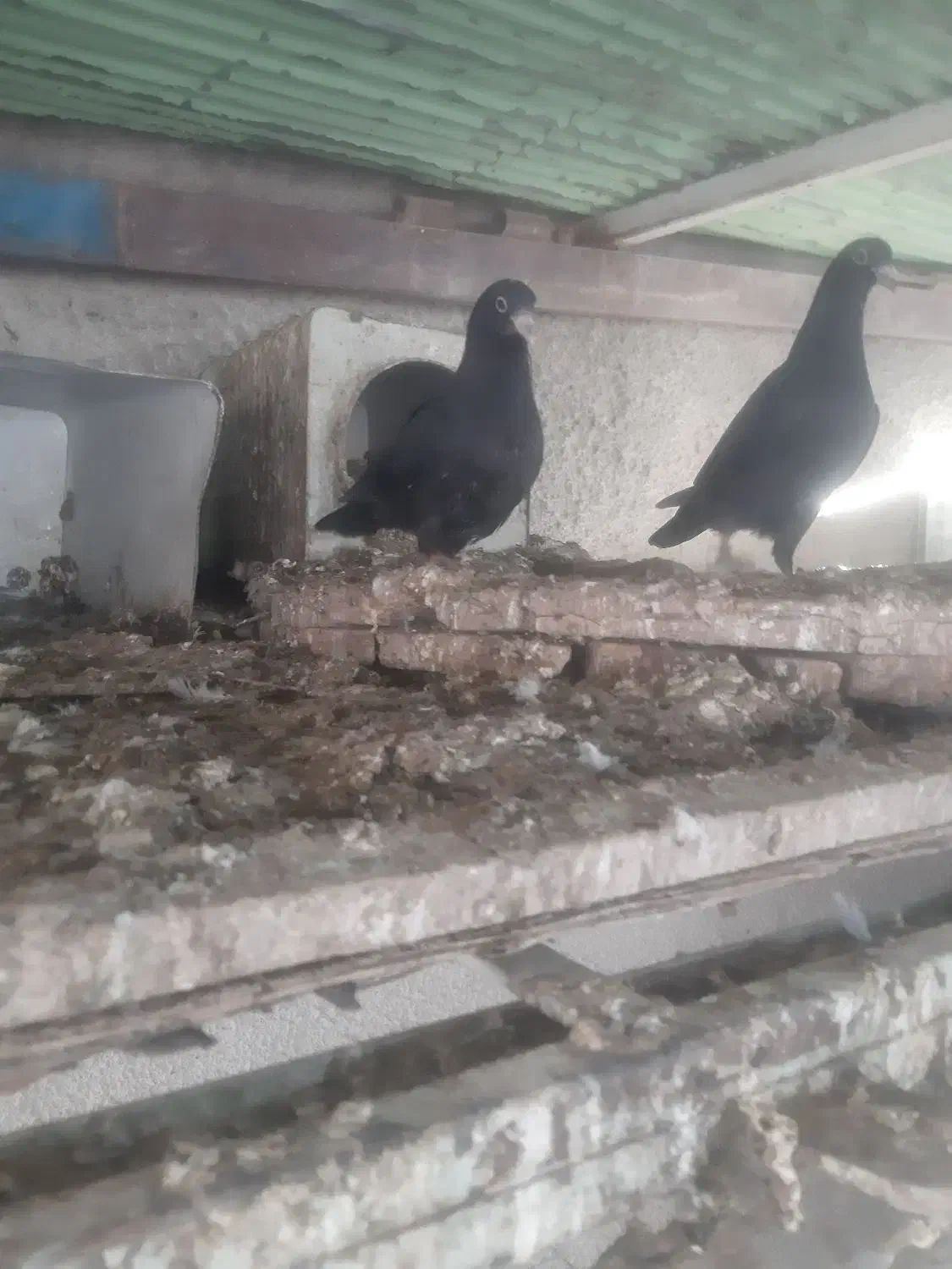 یک جفت مفلق پلاکی|پرنده|نجفآباد, امیرآباد|دیوار