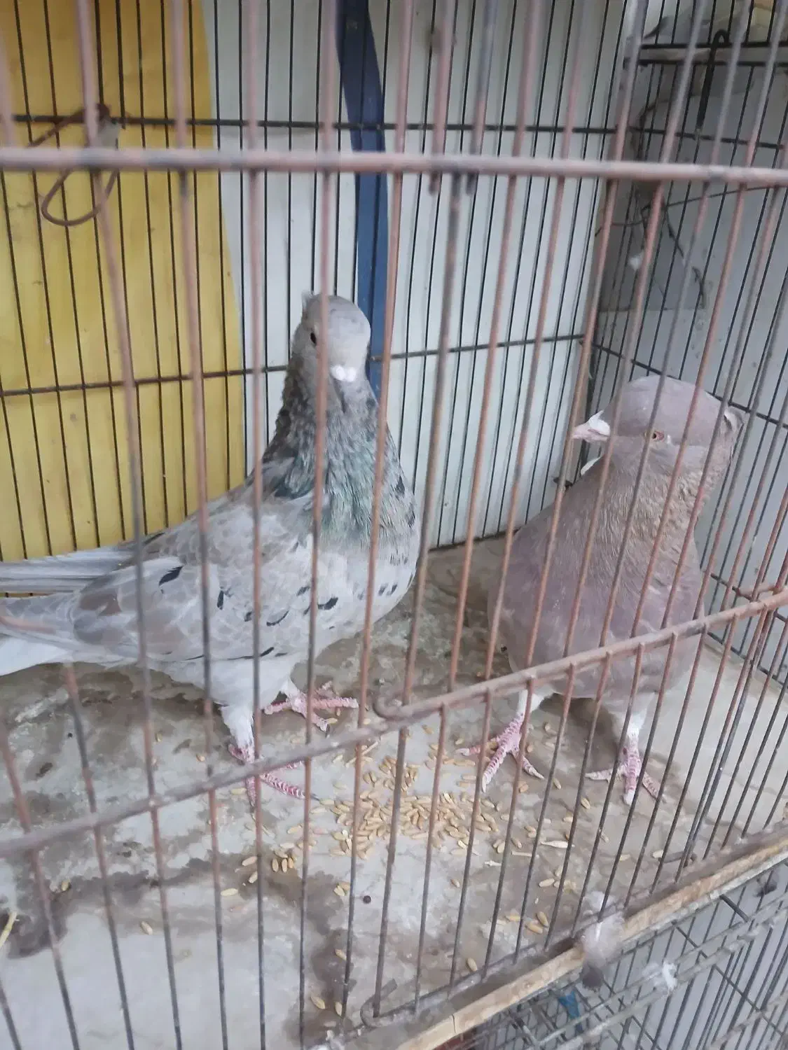 کفتر خاص برای کفتربازان خوش سلیقه|پرنده|یزد, |دیوار