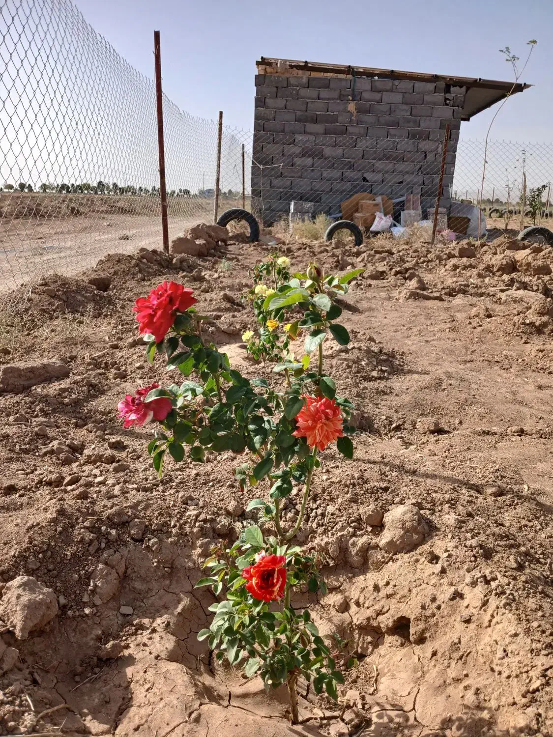 فروش زمین ۲۵۰متری مناسب باغ وباغچه مزرعه نو|فروش زمین و ملک کلنگی|قم, شهرک مهدیه (مدرس)|دیوار