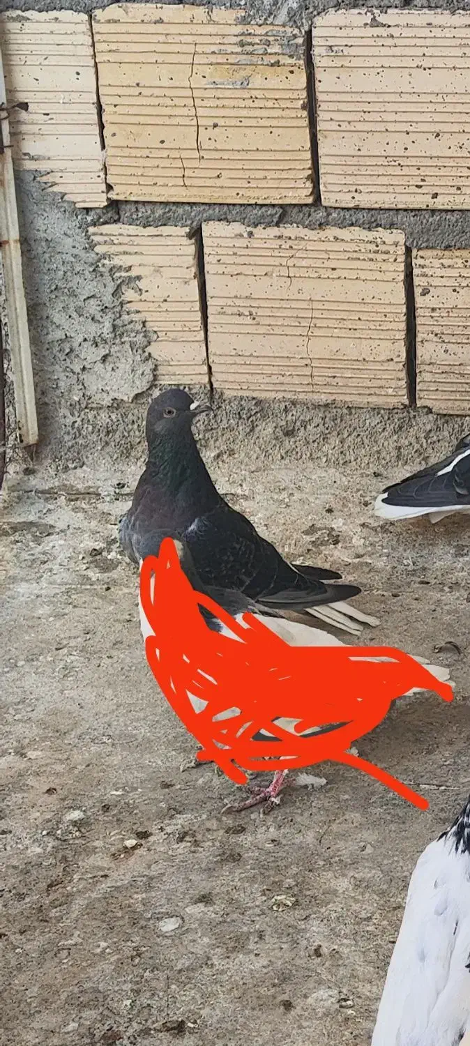 بدرنگ دم سفید نر جوانه صید|پرنده|بجنورد, |دیوار