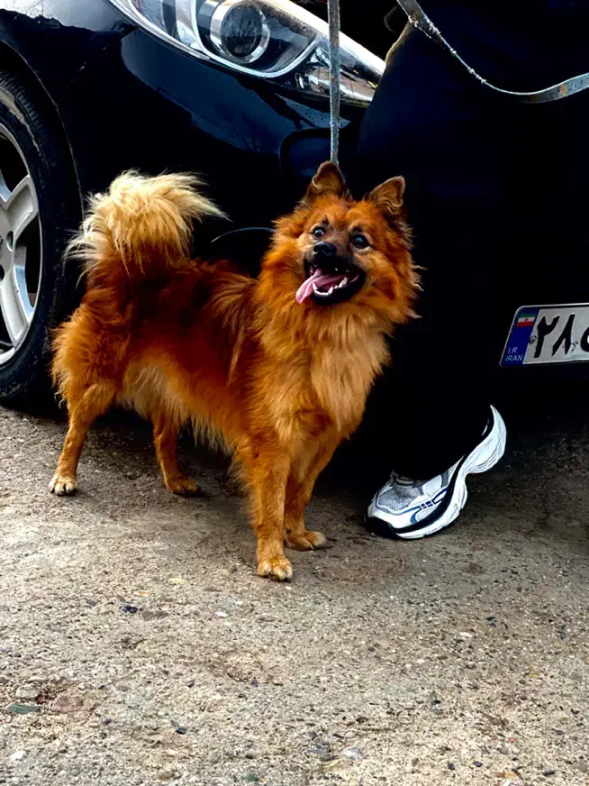 فروش سگ|سگ|مهاباد (آذربایجان غربی), |دیوار