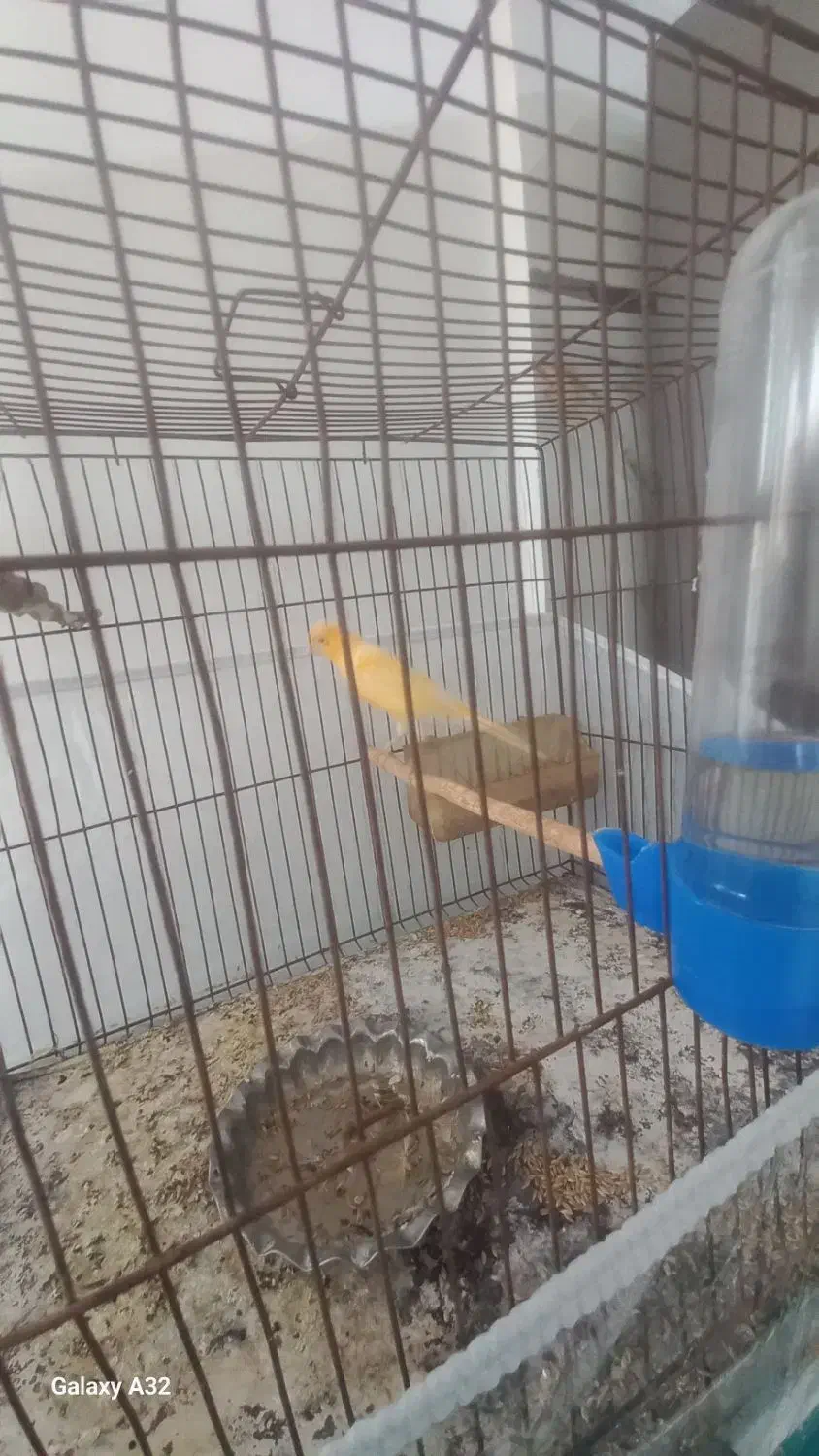 قناری نر|پرنده|سراب, |دیوار