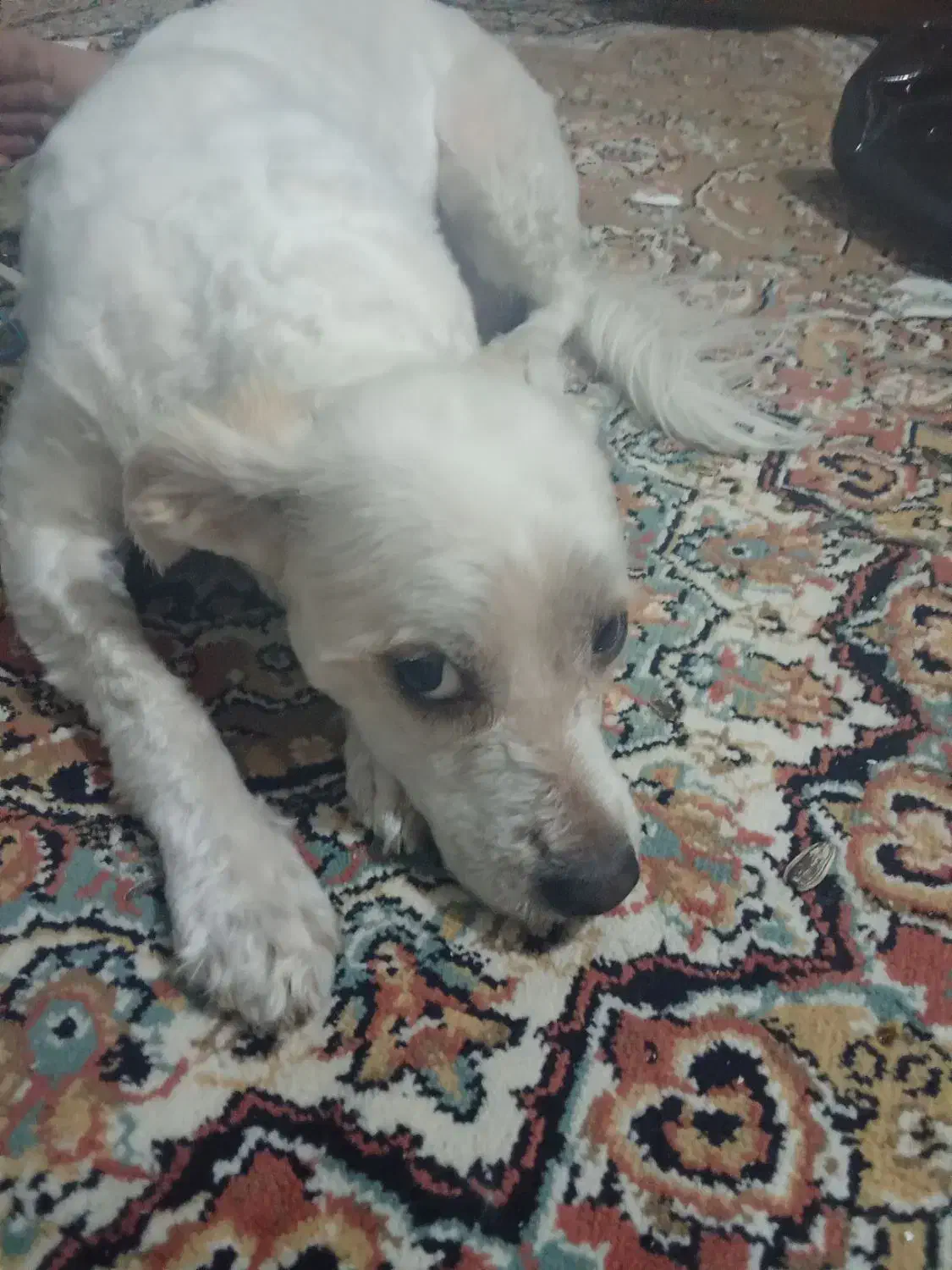 سگه شیدزو|سگ|مشهد, دریادل|دیوار