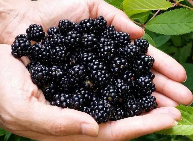 تمشک تازه چین فروشی|حراج|کلاله, |دیوار