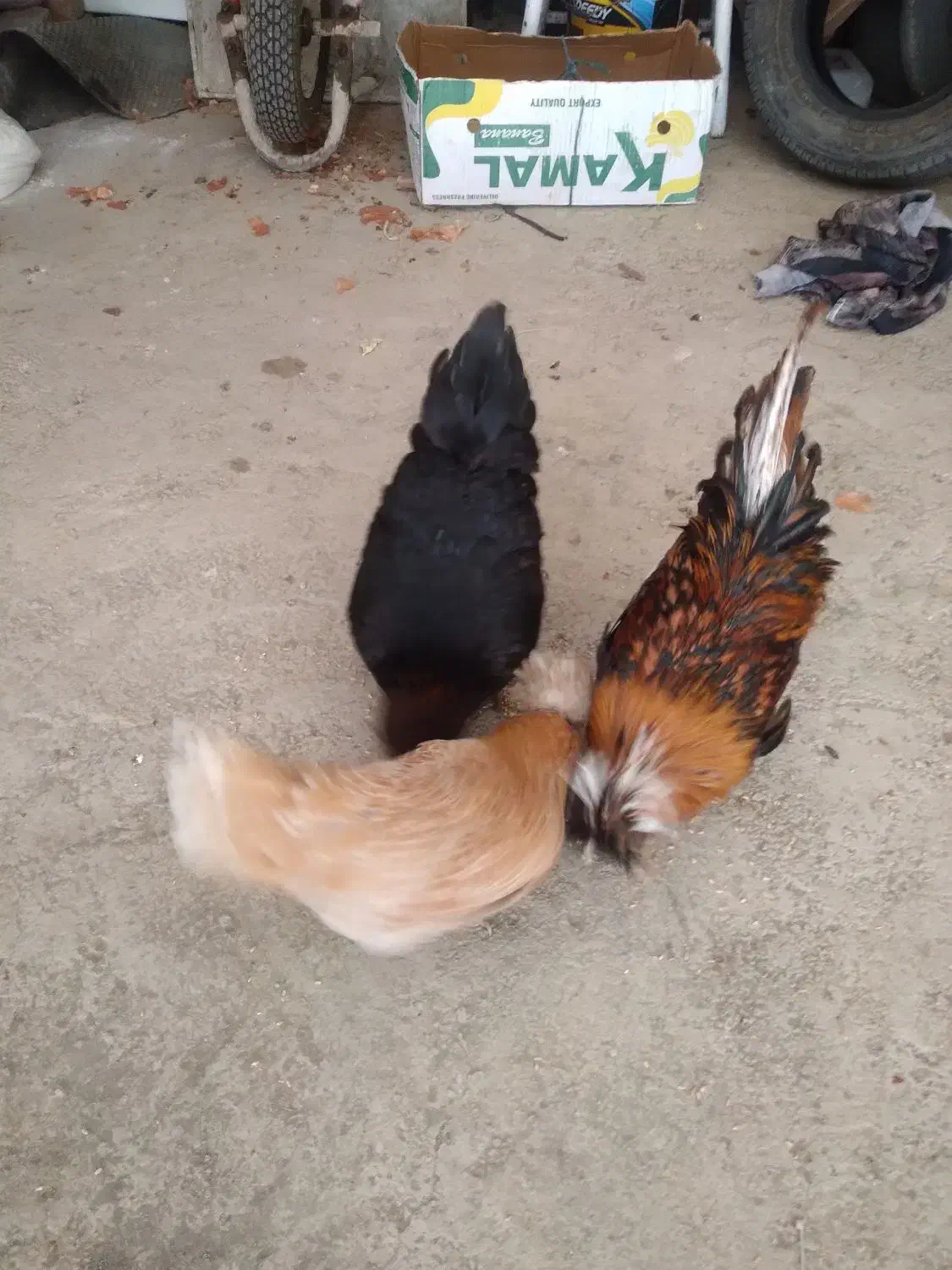 مرغ وخروس لهستانی|حیوانات مزرعه|سنندج, |دیوار