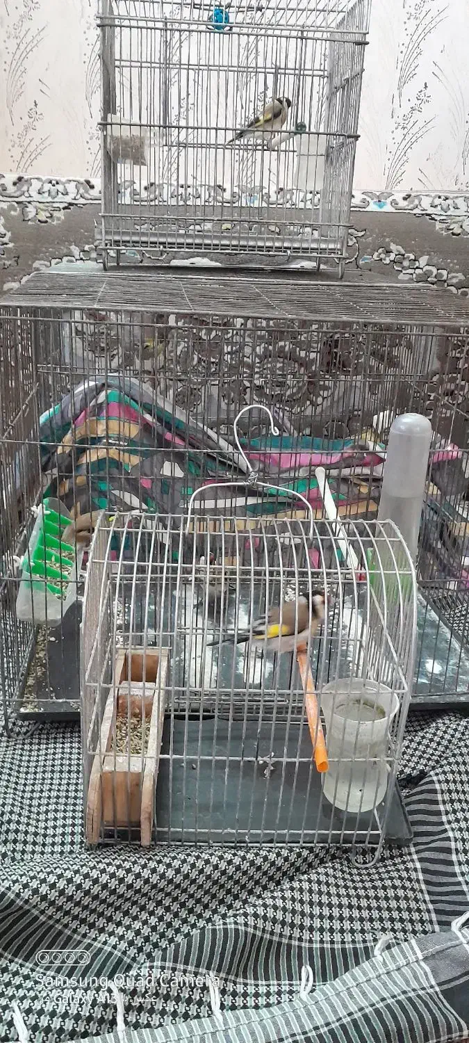 سهره پاییزه نر.|پرنده|بروجرد, |دیوار