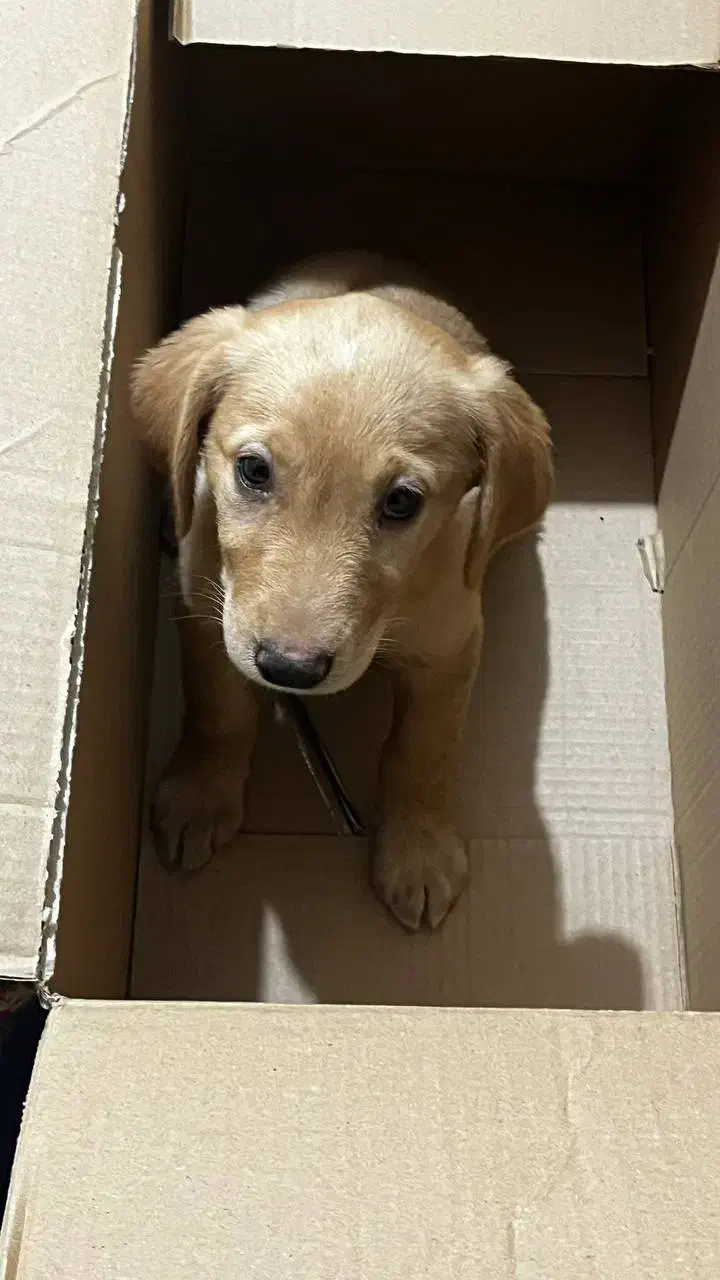 واگذاری گلدن|سگ|کرمان, |دیوار