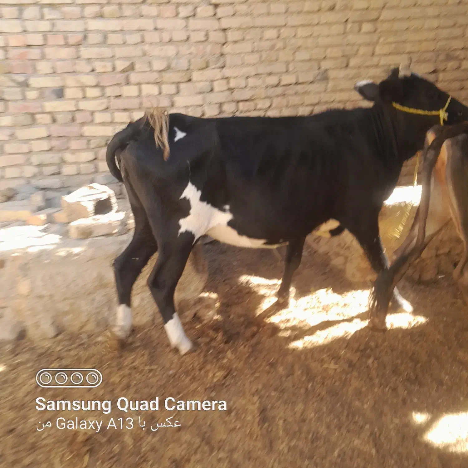 گاو وگستر ابستن|حیوانات مزرعه|سیب و سوران, |دیوار