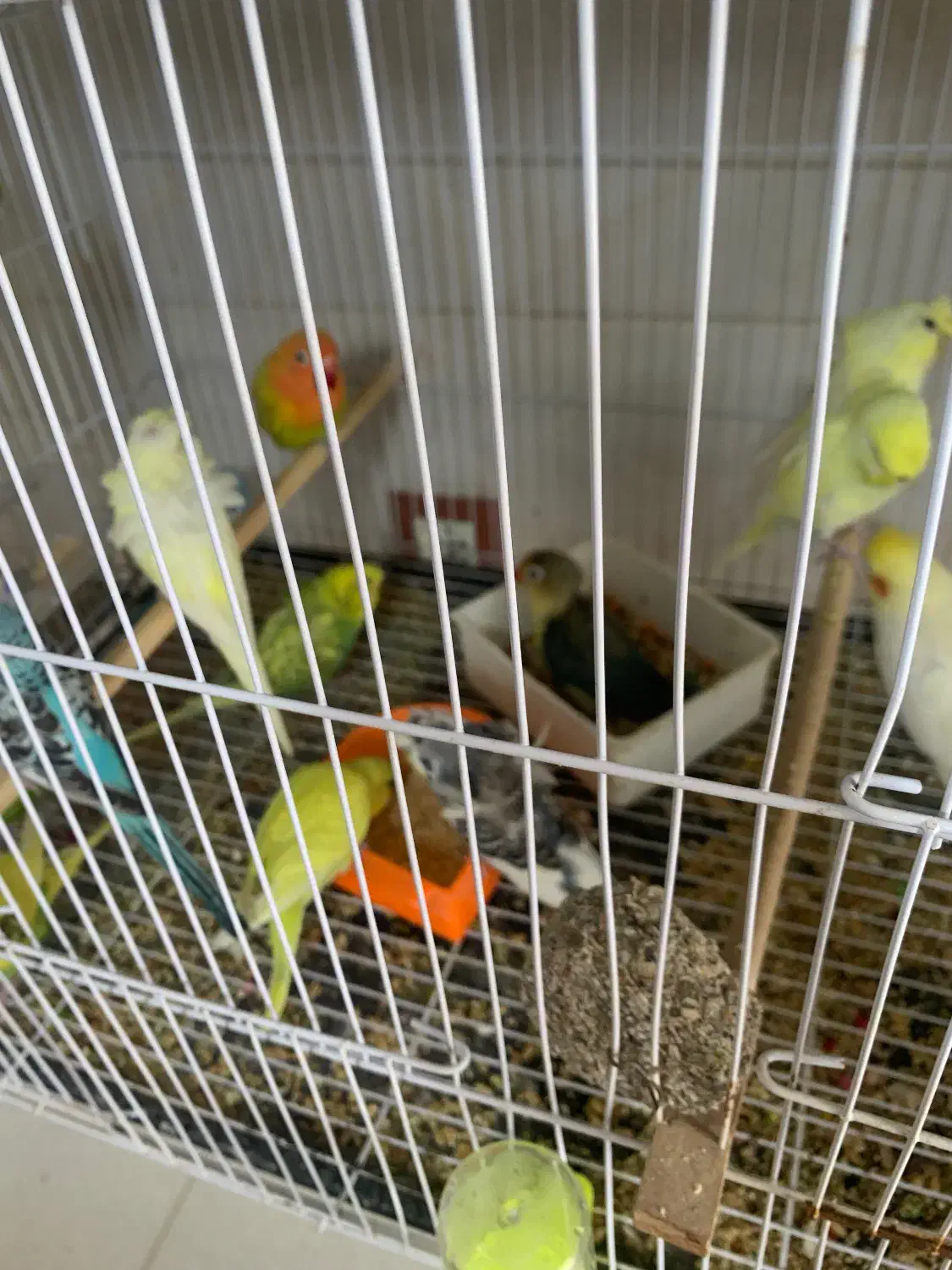 مینا عروس هلندی گرینجیک و مرغ عشق طوطی|پرنده|میناب, |دیوار