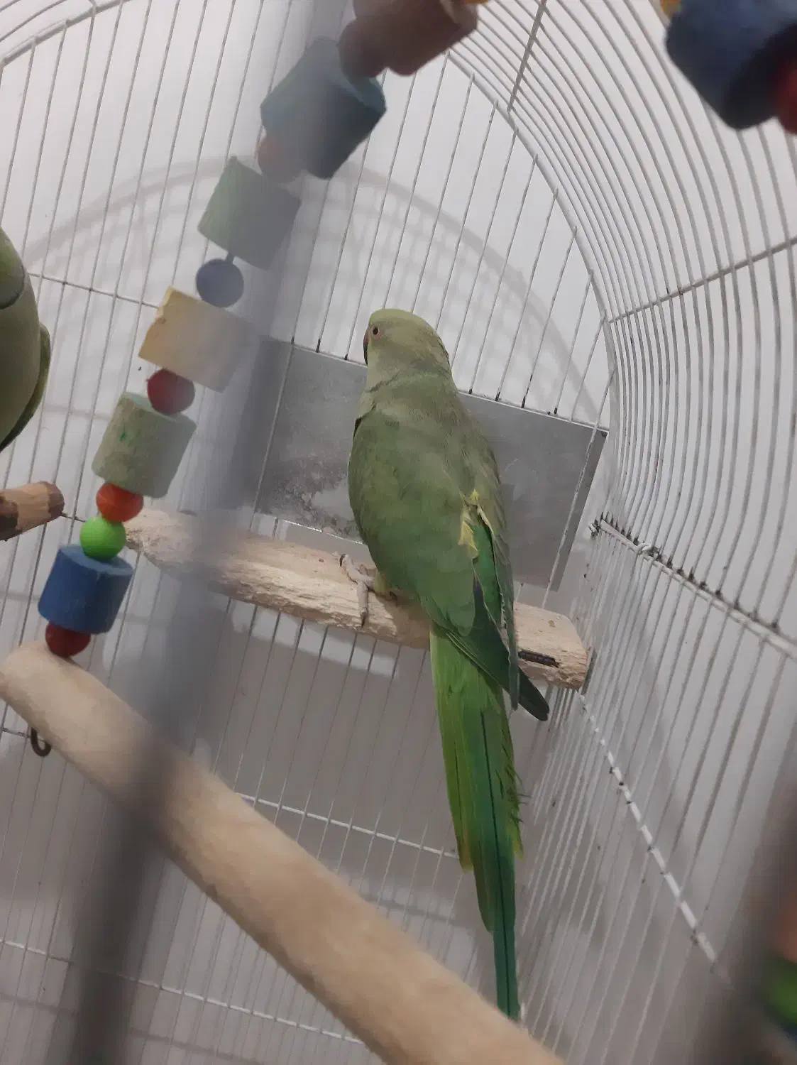 طوطی ملنگو|پرنده|بهار, |دیوار