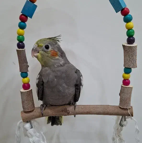 عروس هلندی|پرنده|شیراز, شهرک فرزانگان|دیوار