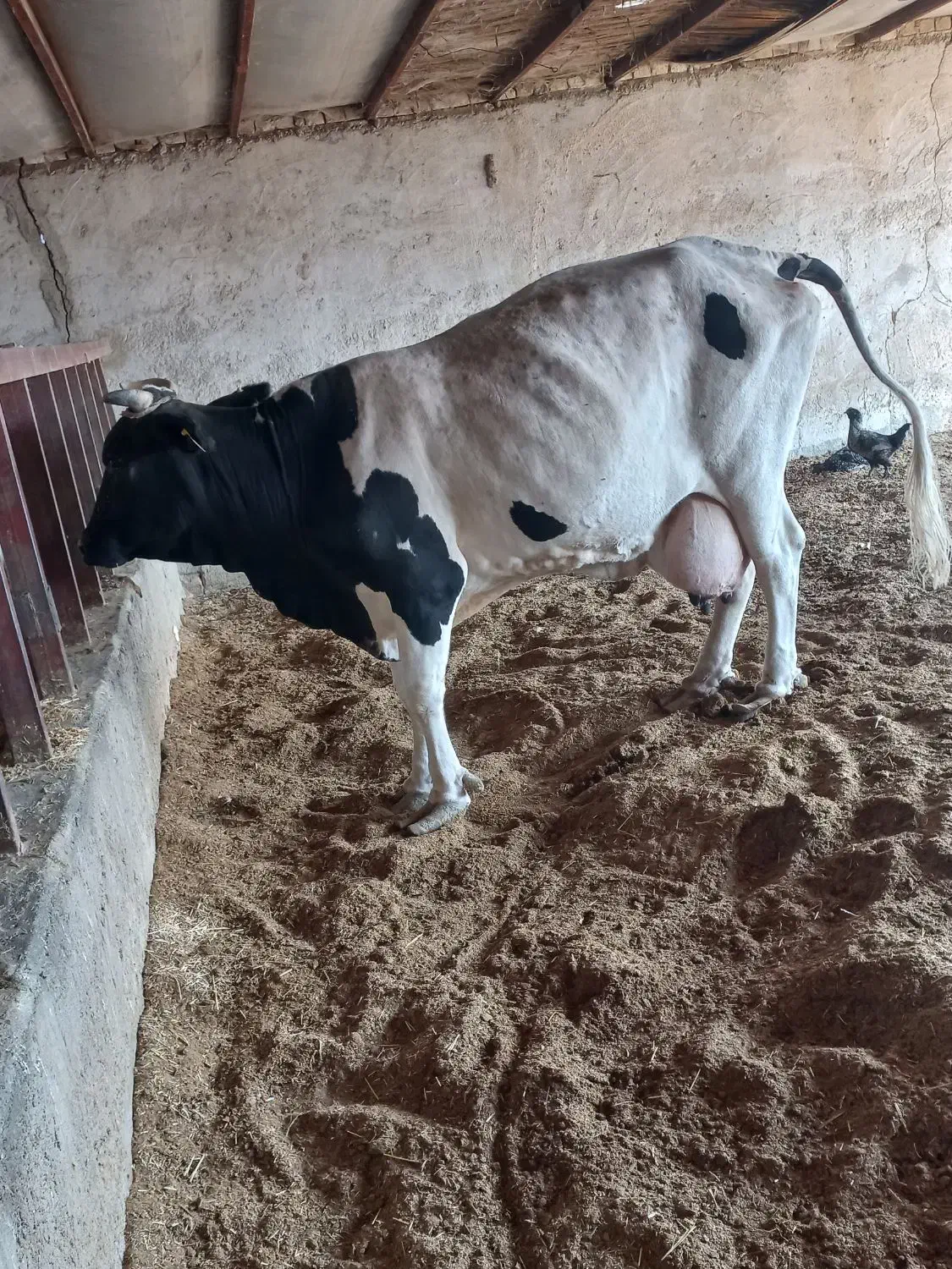 گاو خارجی با گوساله|حیوانات مزرعه|زابل, |دیوار