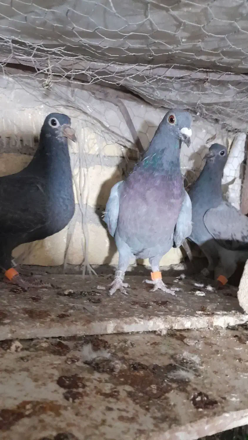 کبوتر|پرنده|یزد, |دیوار