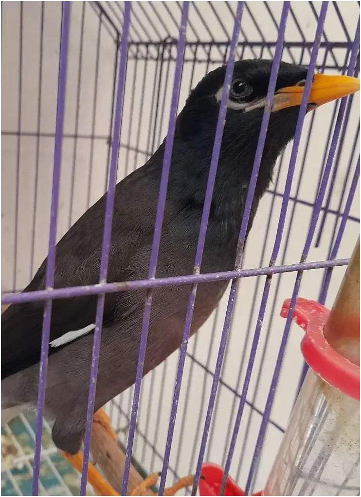 مینا سخنگو طوطی عروس دستی|پرنده|ساری, |دیوار