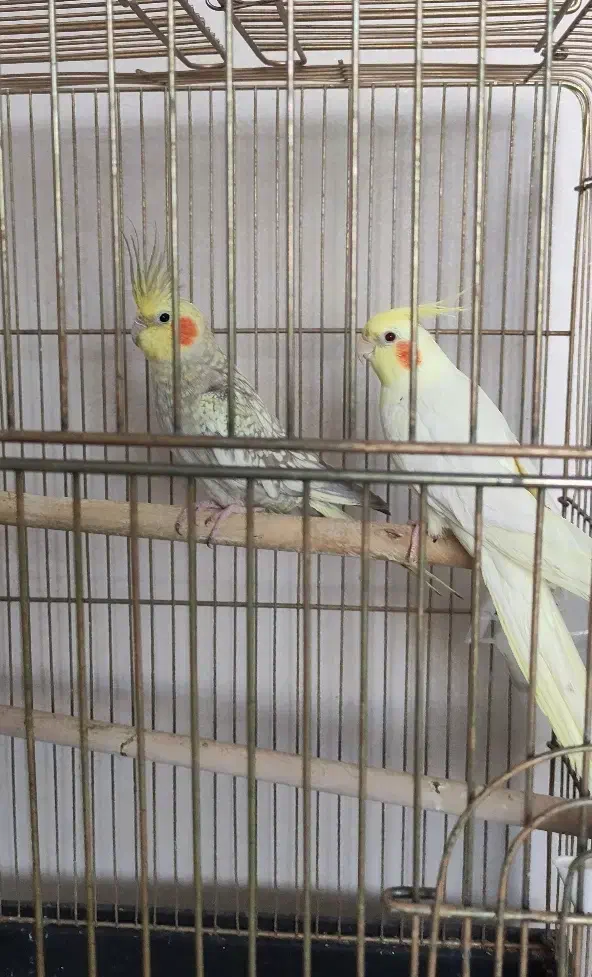 عروس هلندی|پرنده|اردبیل, |دیوار