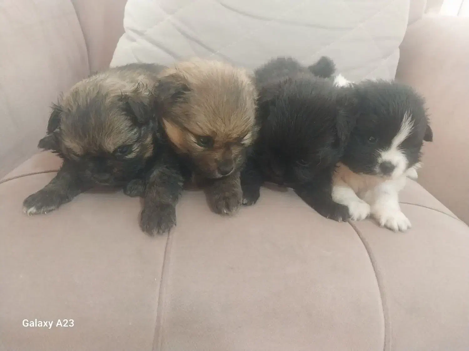 پامر روباهی|سگ|شاهرود, |دیوار