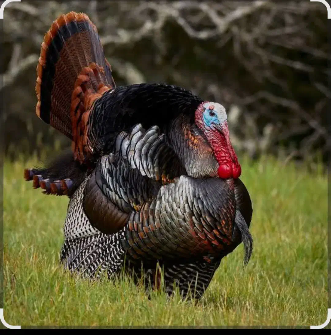 بسته بندی بوقلمون|استخدام خدمات فروشگاه و رستوران|کهریزک, |دیوار