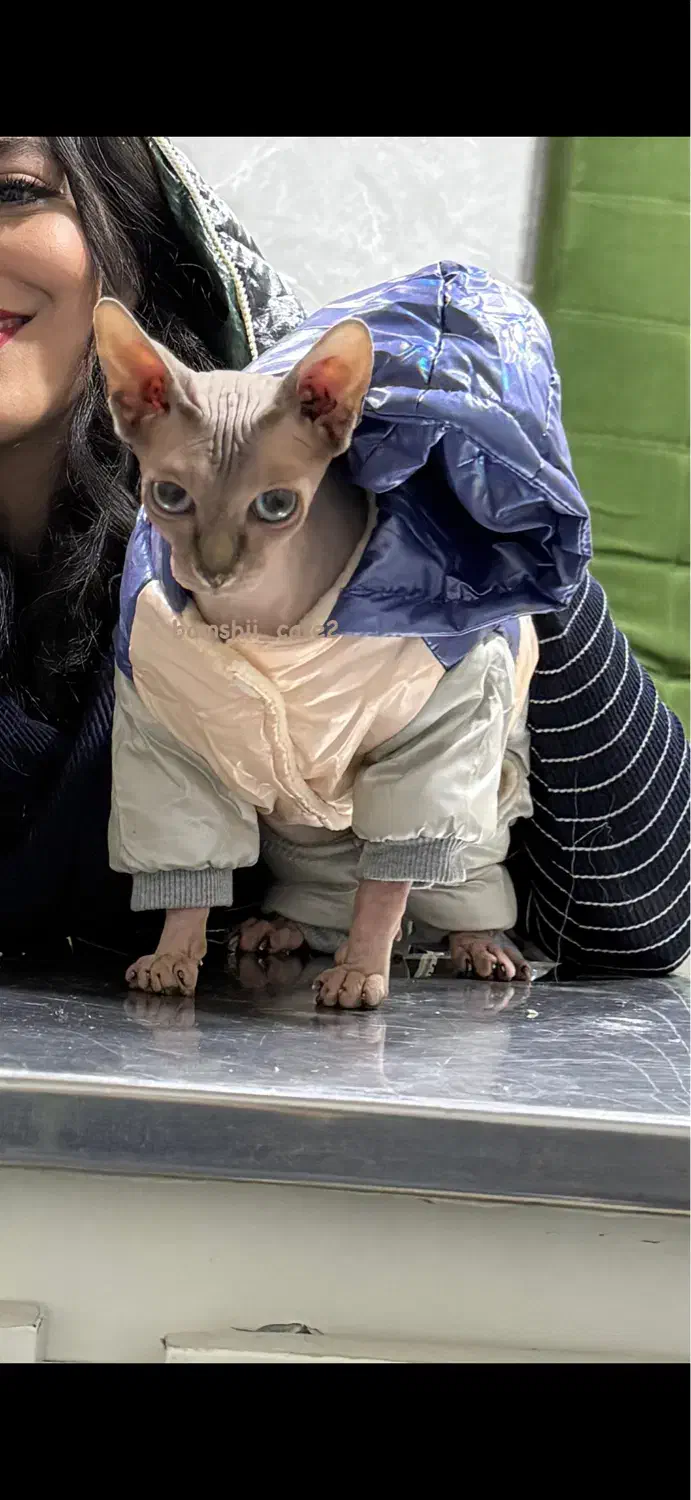 اسفینکس|گربه|رشت, کوی مهر|دیوار