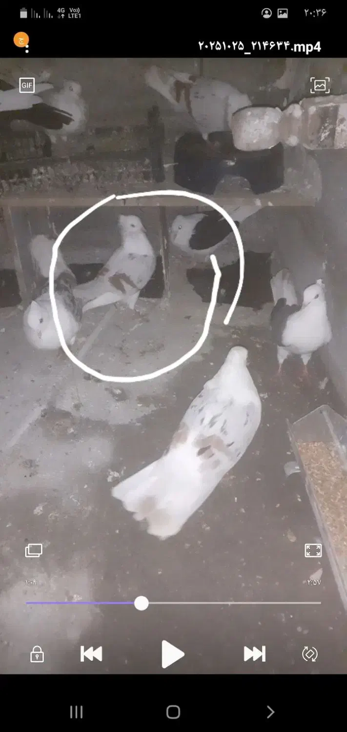 گمشده|حیوانات|پلدختر, |دیوار