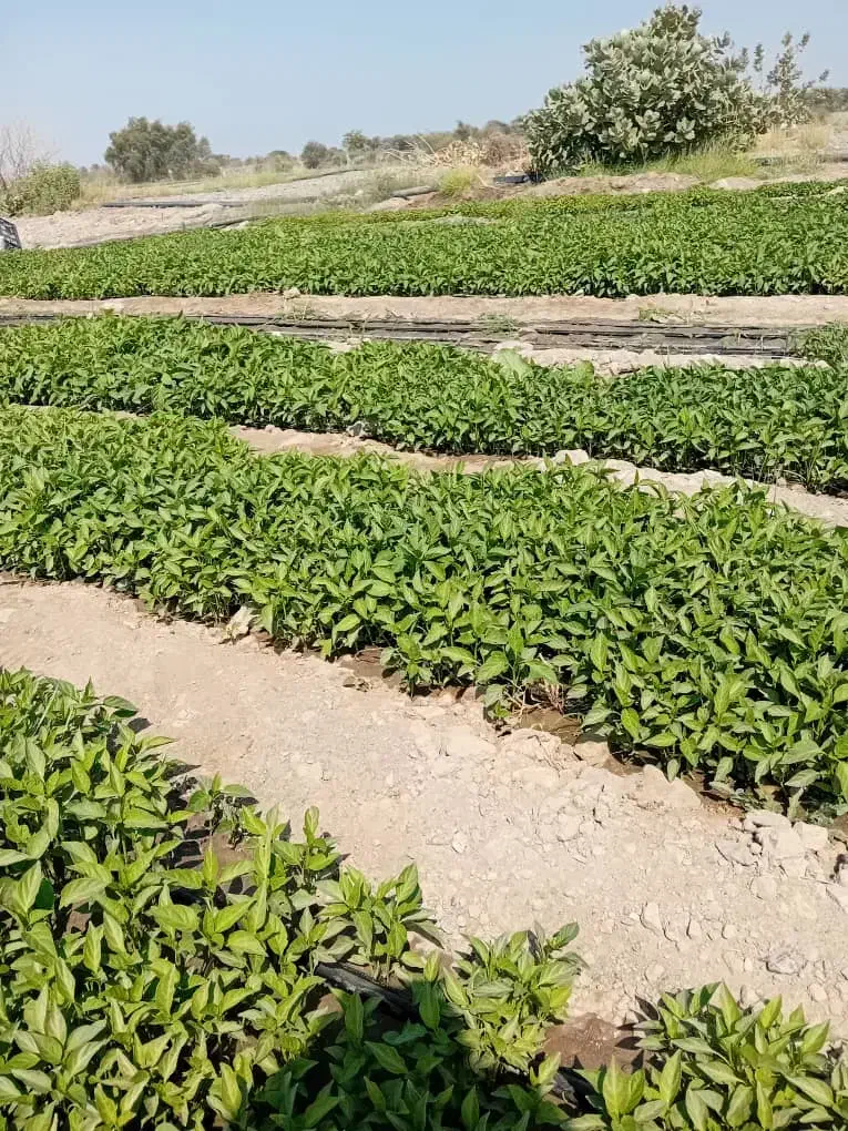 فلفل دلمه ای 7141|خوردنی و آشامیدنی|رودان, |دیوار