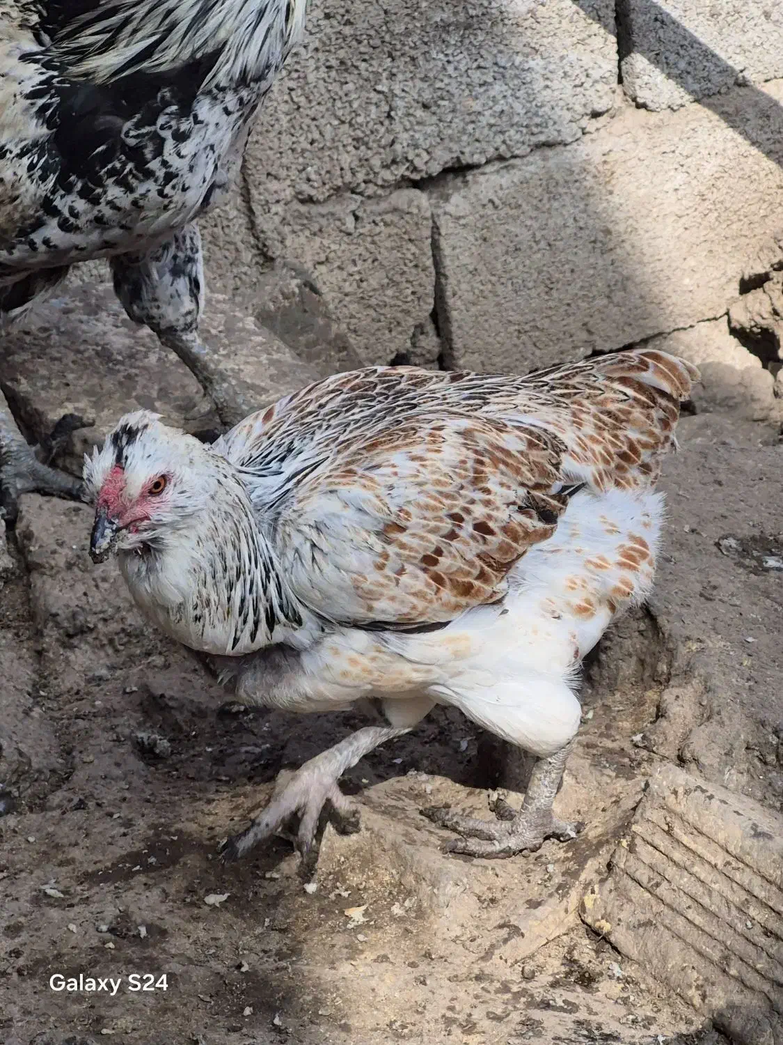 مرغ وخروس محلی|حیوانات مزرعه|رشت, نیروی دریایی|دیوار