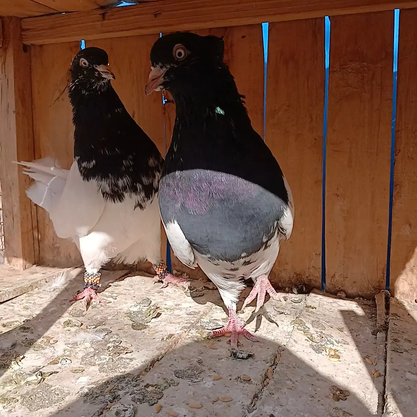 کفتر رنگی واقعا درست|پرنده|قم, یزدانشهر|دیوار