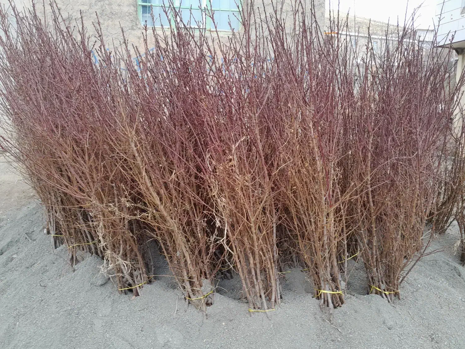 نهال پیوندی جنس تونو|خدمات باغبانی و درختکاری|کامیاران, |دیوار