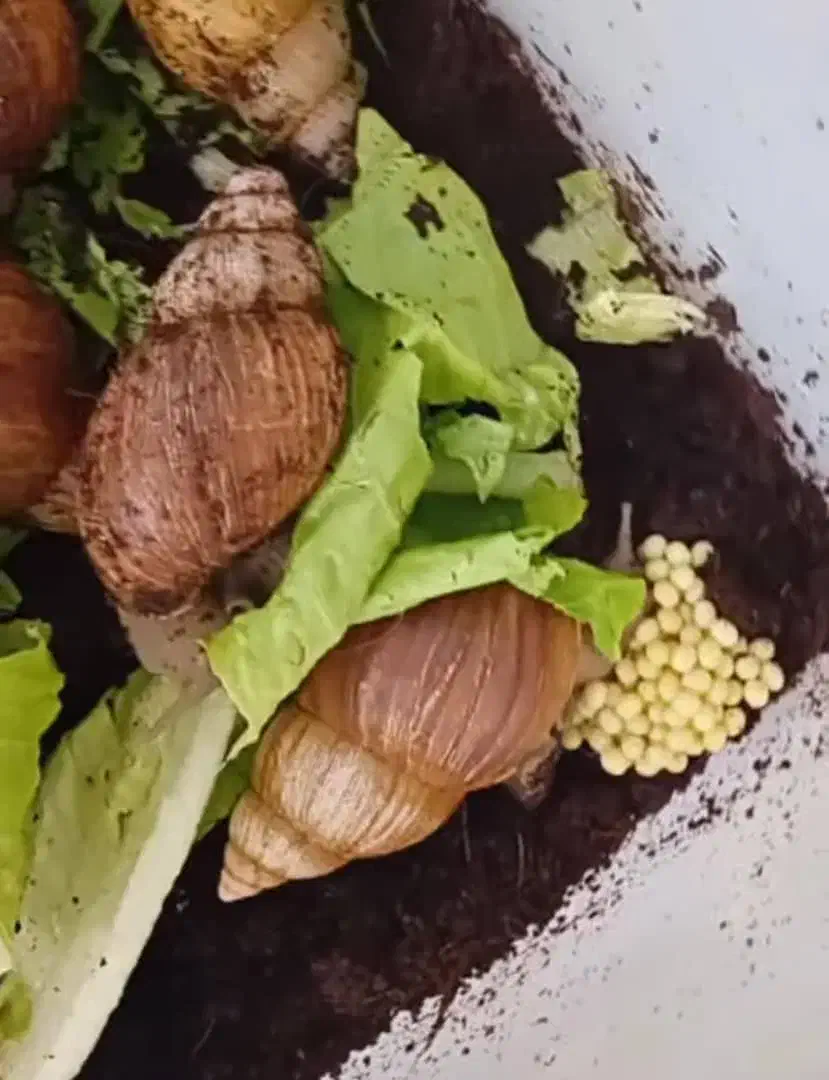 حلزون و خاویار حلزون|خزنده|شیراز, کرونی(خاتونک)|دیوار