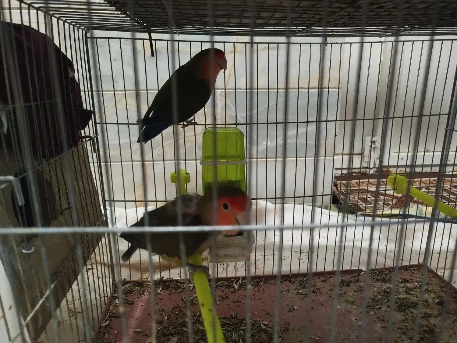 یک جفت کوتوله|پرنده|میبد, |دیوار