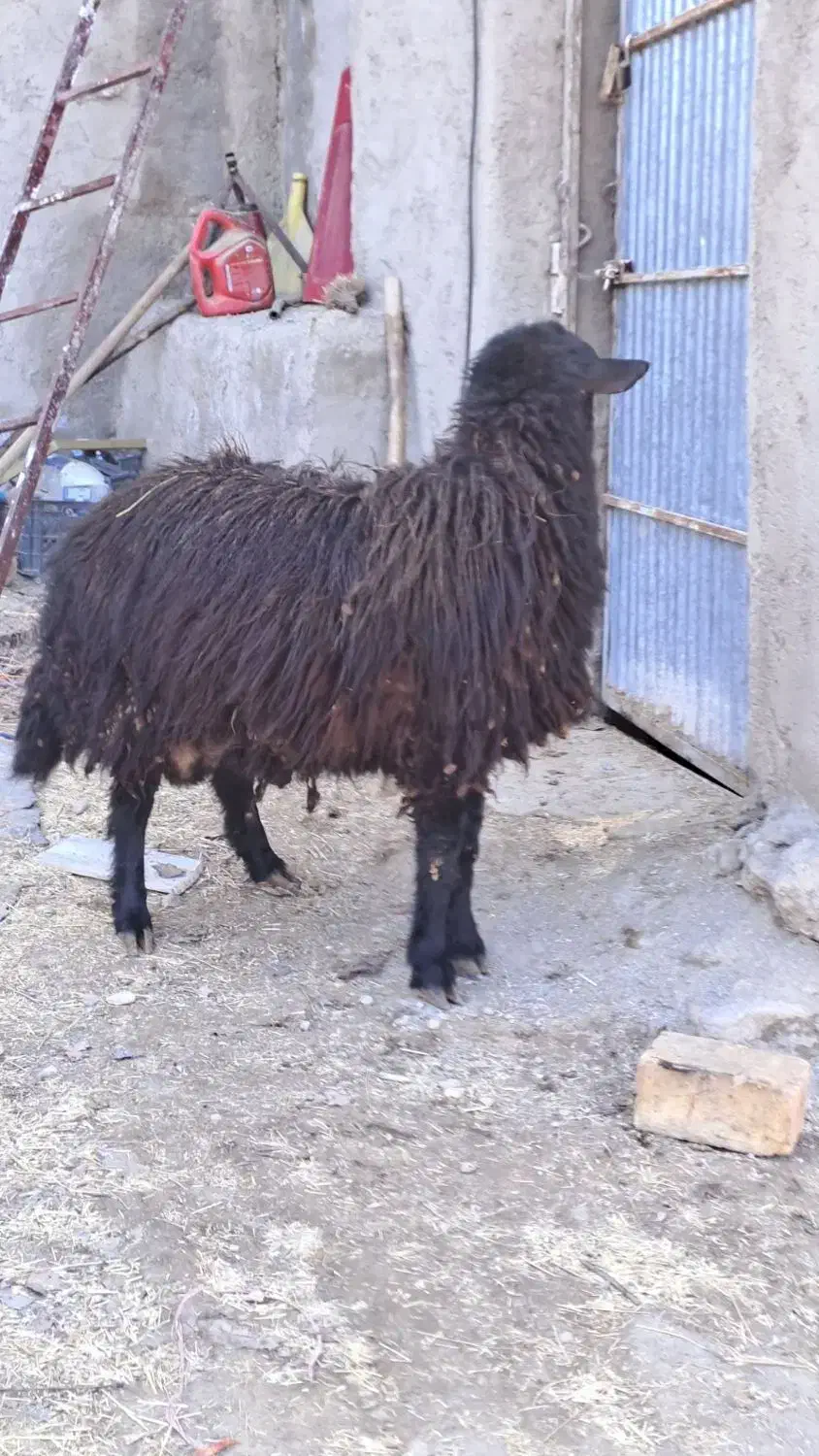 همو هترو|حیوانات مزرعه|سلطانیه, |دیوار