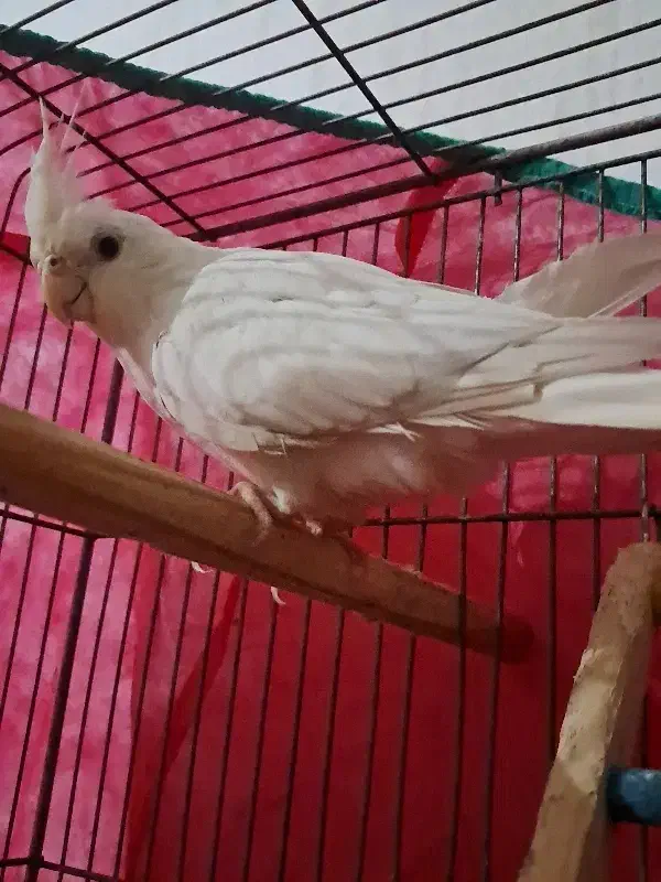 عروس هلندی آلبینو|پرنده|بندر انزلی, صابرحنان|دیوار